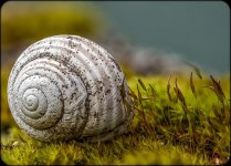 Week 11- Animals 6.JPG