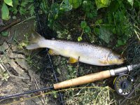 Dearne Trout 2.jpg
