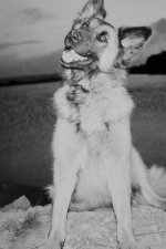 Zara Scan.jpg Zara Scan.jpg