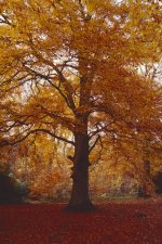 Clumber Kiev Jupiter Scan 2.jpg Clumber Kiev Jupiter Scan 2.jpg