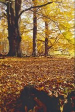 Clumber Kiev Jupiter Scan 4.jpg Clumber Kiev Jupiter Scan 4.jpg