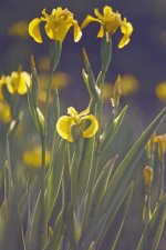 Iris Scan.jpg Iris Scan.jpg