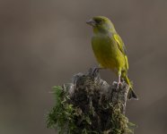 Green Finch 08 March 25.jpg