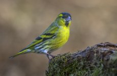 Siskin 08 March 25.jpg