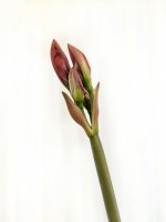 001 Triffid Opening 02-3090 Upload.JPG