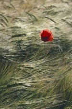 Poppy in Barley Web.jpg Poppy in Barley Web.jpg