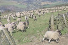 _7812715.jpg _7812715.jpg