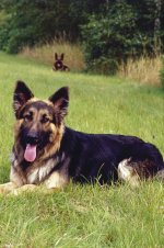 Jaf and Jet Scan Web.jpg Jaf and Jet Scan Web.jpg