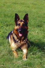 Jet 1 Scan Web.jpg Jet 1 Scan Web.jpg