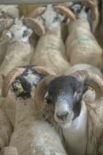 _7818046.jpg _7818046.jpg