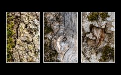 Week #13 - Texture (1 of 2).JPG