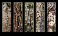 Week #13 - Texture (2 of 2).JPG