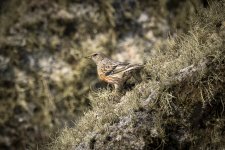 Alpine Accentor small.jpg