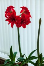 001 Mrs T's Triffid 01-1002728 PS Adj Upload.JPG