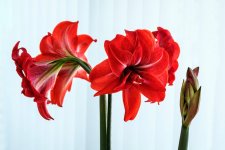 001 Triffid Portrait 01-1013 PS Adj Upload.JPG