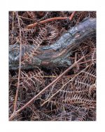 2011-3-3, RZ67, Portra 160, Longhorsley, 4c-Edit.jpg 2011-3-3, RZ67, Portra 160, Longhorsley, 4c-Edit.jpg