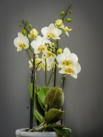 Orchid-sm.jpg