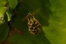 wasp 003.jpg wasp 003.jpg