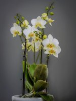 Orchid-sm_DxO.jpg
