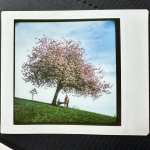 Blossom.jpg Blossom.jpg