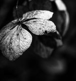 Week 15 - Snappers Choice 1.JPG