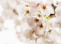 Week 15 - Snappers Choice 2.JPG