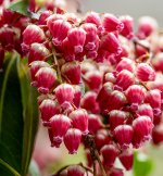 Week 15 - Snappers Choice 6.JPG