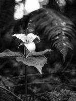 Week 15 - Snappers Choice 5.JPG