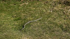 011 Adder 01-1002738 PS Adj Upload.JPG