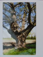 Old Oak 002.jpg Old Oak 002.jpg