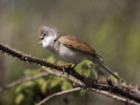 Whitethroat small.jpg