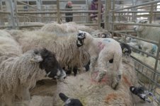 _7813071.jpg _7813071.jpg