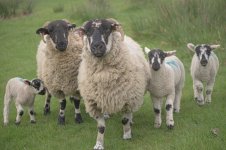 _7818239.jpg _7818239.jpg