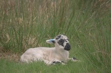 _7818263.jpg _7818263.jpg