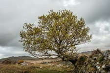 012 Lone Tree 01-9697 PS Adj Upload.JPG