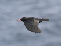 Chough small.jpg
