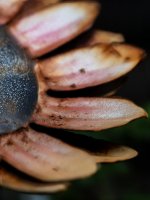 Week 16 - After the Rain 1.JPG