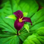 Week 16 - After the Rain 6.JPG