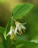 Week 16 - After the Rain 4.JPG