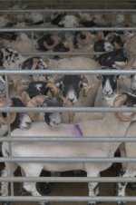 _7813325.jpg _7813325.jpg