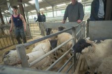 _7818348.jpg _7818348.jpg