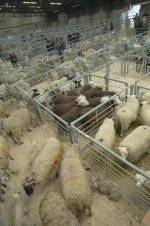 _7818358.jpg _7818358.jpg