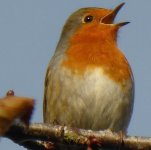 Robin singing TZ40 1000633.jpg