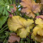 After The Rain 1.jpg