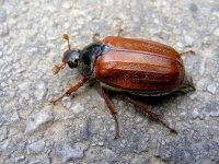 Large red Austrian Beetle Worgle NIK_1091.JPG Large red Austrian Beetle Worgle NIK_1091.JPG