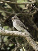 Spotted Flycatcher.jpg