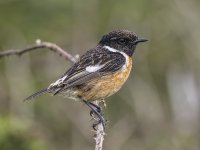 Stonechat m.jpg