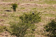 001 Cuckoo 01-1020 PS Adj Upload.JPG 001 Cuckoo 01-1020 PS Adj Upload.JPG