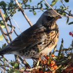 P1010063.jpeg P1010063.jpeg