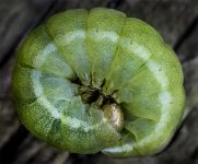 0caterpillar4-denoise1010.jpg 0caterpillar4-denoise1010.jpg